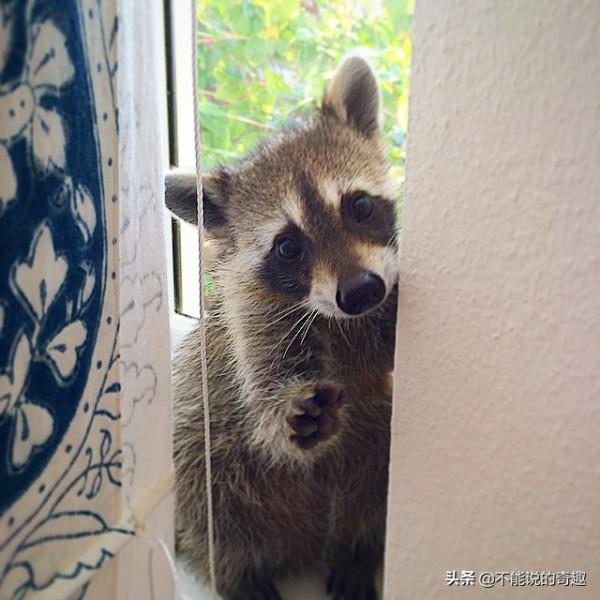 樹上掉下浣熊寶寶,她接納小生命成為家人,見證了一段奇妙的友誼 樹上掉下浣熊寶寶,她接納小生命成為家人,見證了一段奇妙的友誼