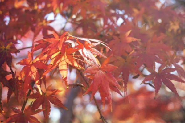 山東一96歲抗戰老兵,身高只有1.2米,卻曾獨自暗殺了7名日軍高官 山東一96歲抗戰老兵,身高只有1.2米,卻曾獨自暗殺了7名日軍高官