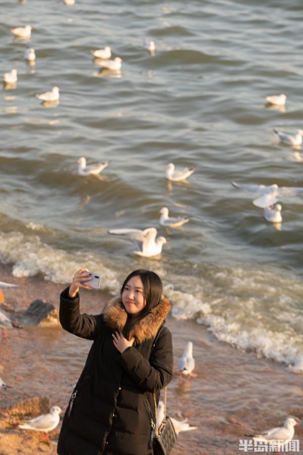 棧橋海鷗最佳觀賞季來了