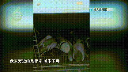 死了8只、救活10只!一萬多一隻的賽鴿就這樣沒了? 死了8只、救活10只!一萬多一隻的賽鴿就這樣沒了?