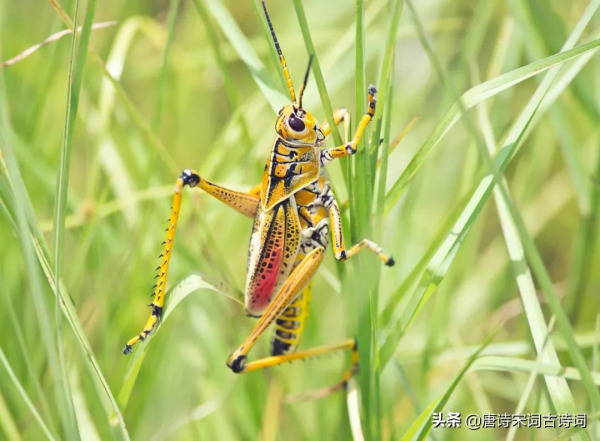 紅螞蚱,綠螞蚱 紅螞蚱,綠螞蚱