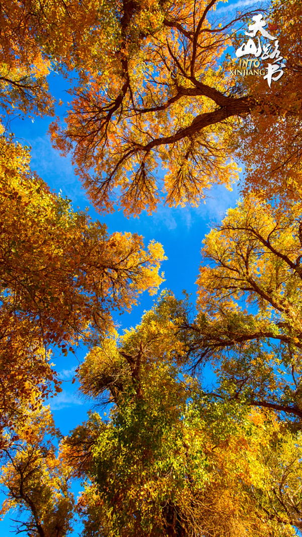胡楊金、豐收紅、秋實橙……秋日新疆的這些色號,你pick了嗎? 胡楊金、豐收紅、秋實橙……秋日新疆的這些色號,你pick了嗎?