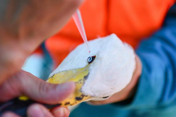圍觀北京動物園水鳥體檢現場:鳥兒也不愛被捅嗓子眼兒 圍觀北京動物園水鳥體檢現場:鳥兒也不愛被捅嗓子眼兒