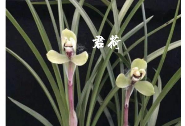 為什麼很多人養花養不活