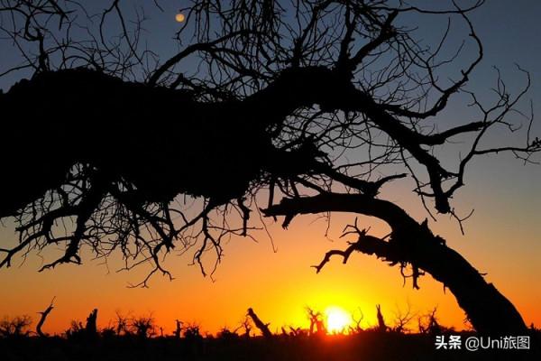 額濟納這些最美秋色,今年看不到了,來年你要去嗎? 額濟納這些最美秋色,今年看不到了,來年你要去嗎?