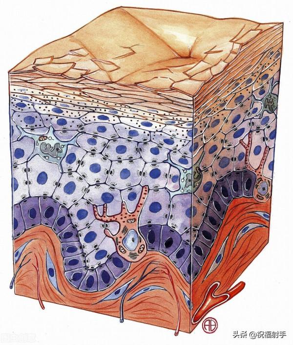 真正安全有效的美容知識 真正安全有效的美容知識