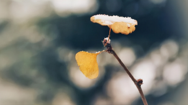初冬寒色深,心有想兮,遂何心 初冬寒色深,心有想兮,遂何心