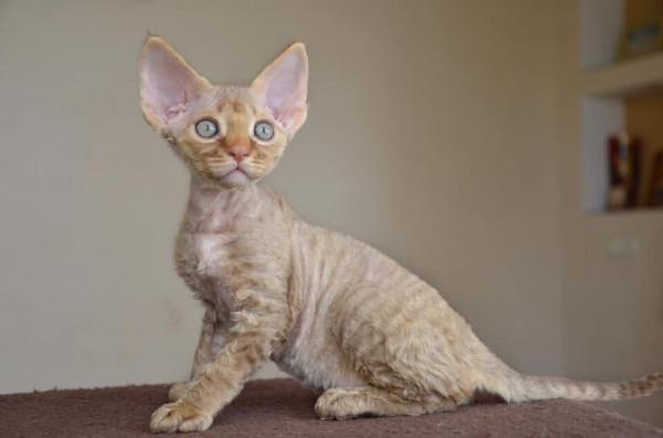 這幾種貓,一旦變成流浪貓,可能很快會喪命 這幾種貓,一旦變成流浪貓,可能很快會喪命