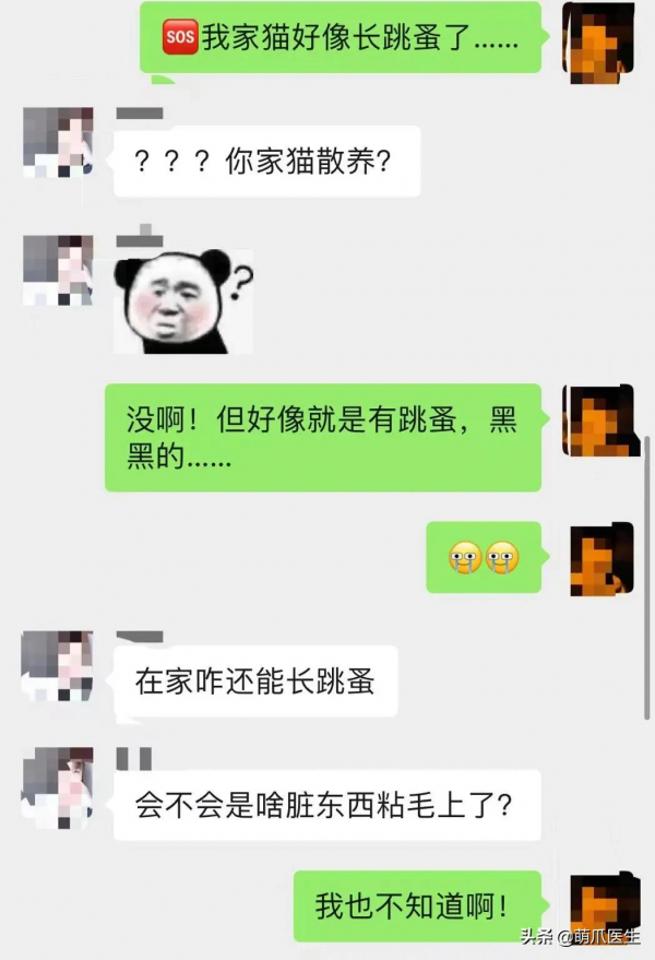 貓把自己舔禿了！是不是嘲笑我禿頂啊？
