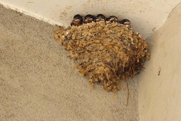 在農村，為什麼有的人家有燕子有的人家卻沒有？主要有兩個原因