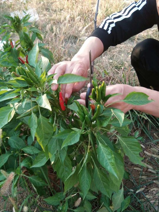 自己動手,豐衣足食,在家裡和車庫前面種的辣椒能自給自足啦 自己動手,豐衣足食,在家裡和車庫前面種的辣椒能自給自足啦