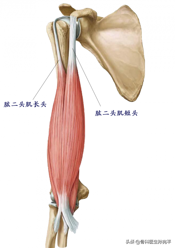 解剖圖譜｜上肢及軀幹部分肌肉