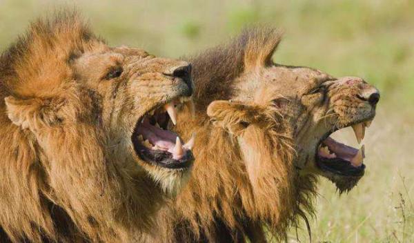 獅中敗類希爾達，幼年差點餓死，被老雌獅收養，長大後卻害死遺孤