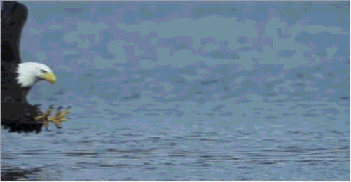 鷹跟雕原來存在這些區別,看完文章你就能分辨了 鷹跟雕原來存在這些區別,看完文章你就能分辨了