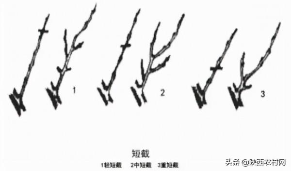 果樹進行修剪時，有種方法叫“戴帽”修剪，這個剪法有啥用？