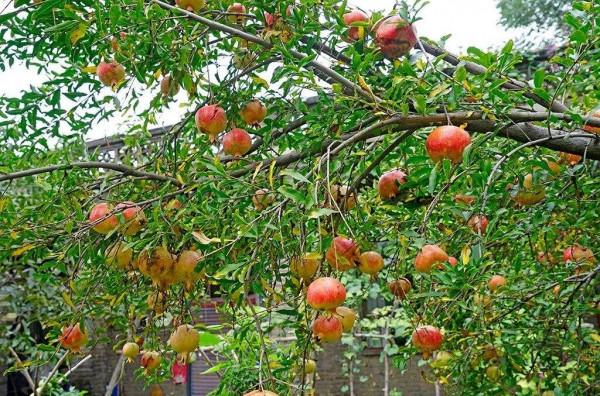 家裡有院子，就種5種“旺宅樹”，觀賞收果兩不誤，吉祥又實用