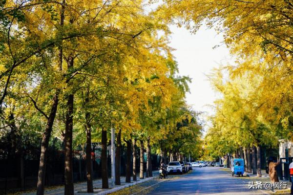 再有半個月，北京將迎來最美的季節，12個銀杏寶藏地，附機位攻略