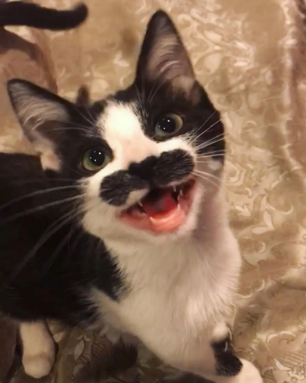 因為長了嘴一字胡，奶牛貓無人領養，卻因禍得福成了網紅