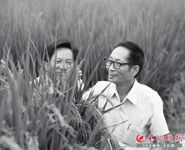 長沙2米高的“巨型稻”快熟了！袁爺爺，您的禾下乘涼夢成真了