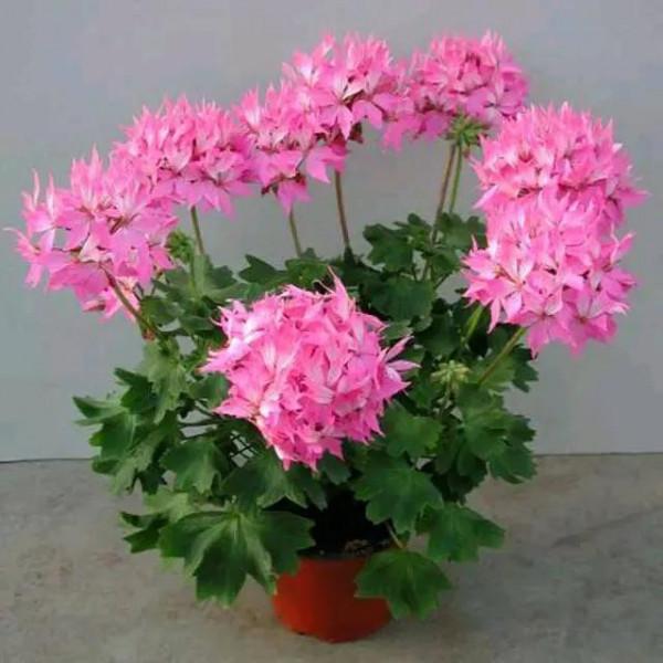 養花試試這幾款，容易開花，喜歡充足的光線，有天然的芳香