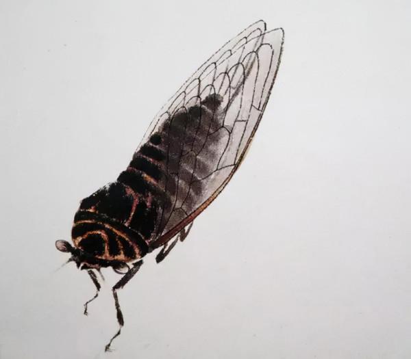 齊白石筆下的飛蟲,精細之極 齊白石筆下的飛蟲,精細之極