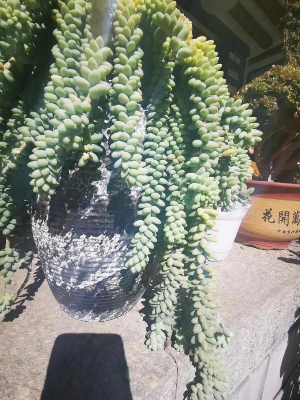 網紅“最美尼姑庵”寂照庵，我想潑你一點點冷水