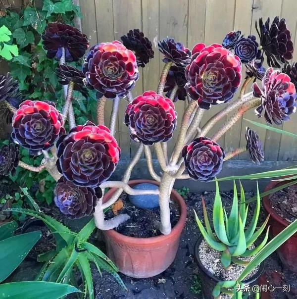 分享——不一樣的多肉