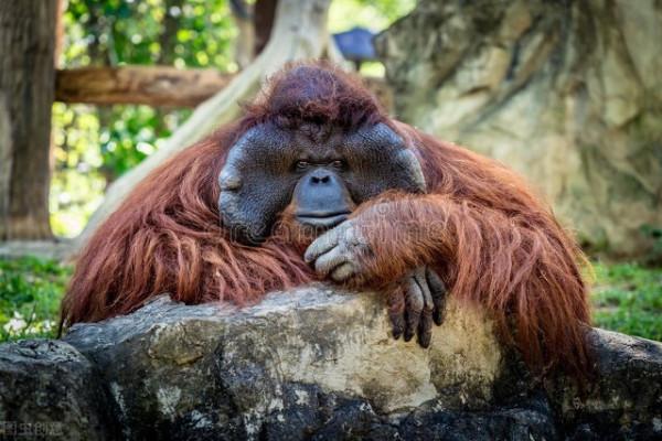 最全的動物名稱中英文圖文對照（1）