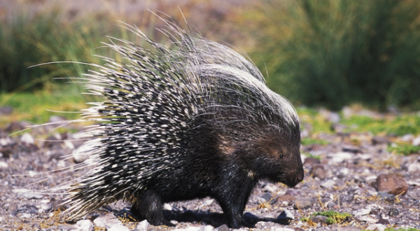 大自然裡帶刺的可愛的小動物們 大自然裡帶刺的可愛的小動物們