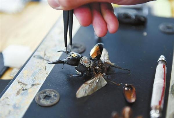 一隻昆蟲的前世今生 一隻昆蟲的前世今生