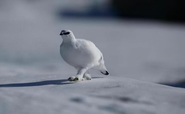看這些野生動物的冬日“換裝”秀