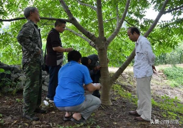 核桃割一刀就實現增產,這是什麼原理?啥時候割最好? 核桃割一刀就實現增產,這是什麼原理?啥時候割最好?