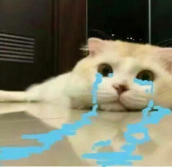 喵星人可愛表情包來了