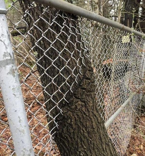 30張罕見的照片，河馬的嘴能有多大，日本廣島核彈後的慘淡