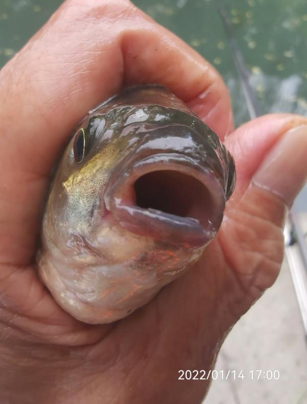 五個小時半碗淚水感動了水裡的精靈