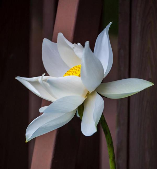 如蓮一般，堅守本真，淡看浮華&period;&period;&period;&period;&period;&period;