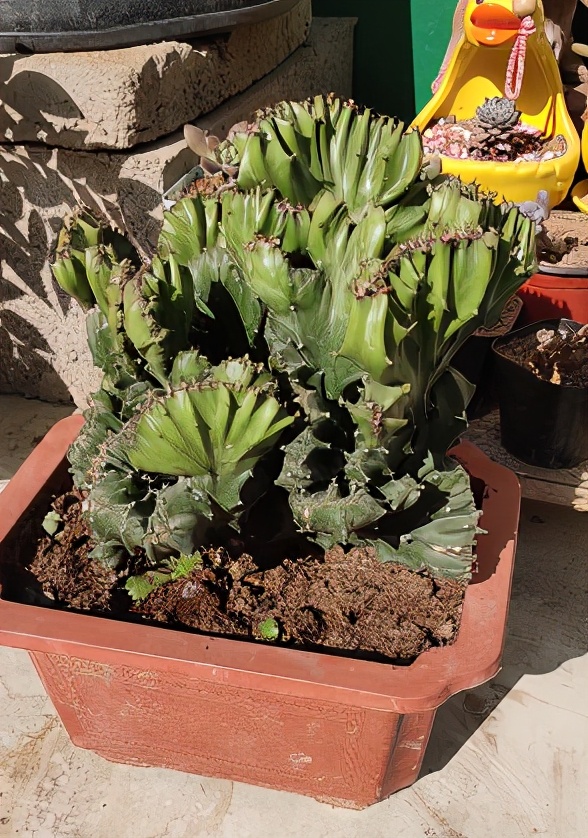 長相“奇葩”的植物，雖然醜，但是特有安全感