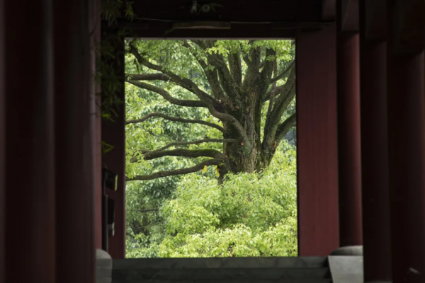 別再說什麼小京都了，寧波這些寺廟來打臉了