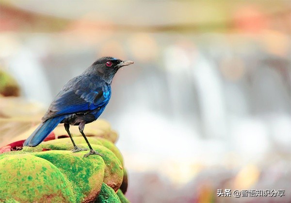 漂亮小鳥在等你欣賞，愛不釋手，萌得可愛