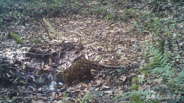 #網聚雲南相約COP15#比雪豹罕見！“獨行俠”雲貓現身高黎貢山