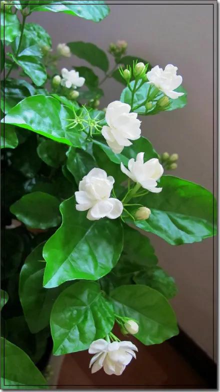 花為什麼會有香味？