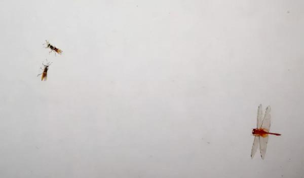 齊白石筆下的飛蟲,精細之極 齊白石筆下的飛蟲,精細之極