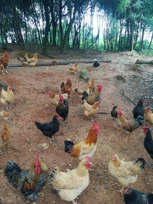 當雞越養越瘦的時候，要注意這兩種疾病問題，千萬別大意