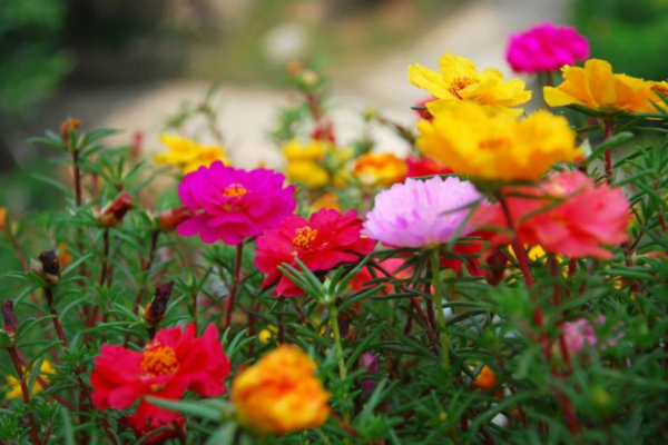 不會養花的人,就養這3種,越養越開花,越養越驚豔 不會養花的人,就養這3種,越養越開花,越養越驚豔