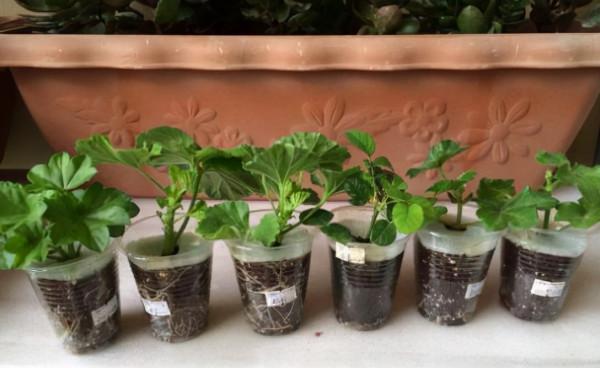 天竺葵的7個“大優點”,一年四季花不斷,家裡養十盆也不嫌多 天竺葵的7個“大優點”,一年四季花不斷,家裡養十盆也不嫌多