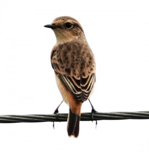 看看遼寧的野生鳥類 看看遼寧的野生鳥類