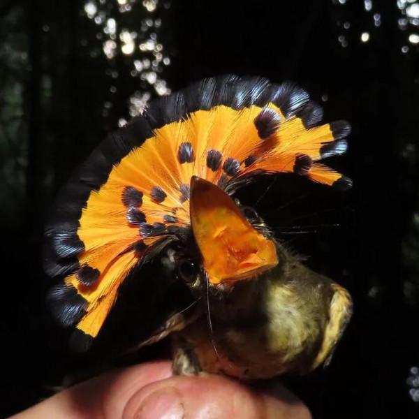 怒髮衝冠,憑欄處~紅紅火火的腦袋—皇霸鶲 怒髮衝冠,憑欄處~紅紅火火的腦袋—皇霸鶲