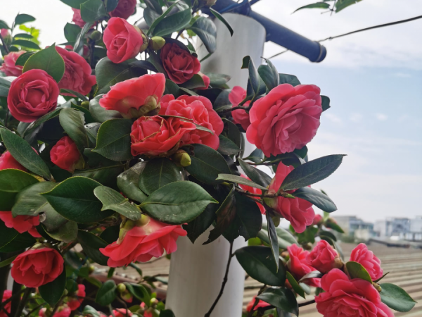 花600塊買的大花蕙蘭，掉個苞20塊錢沒了，心疼···