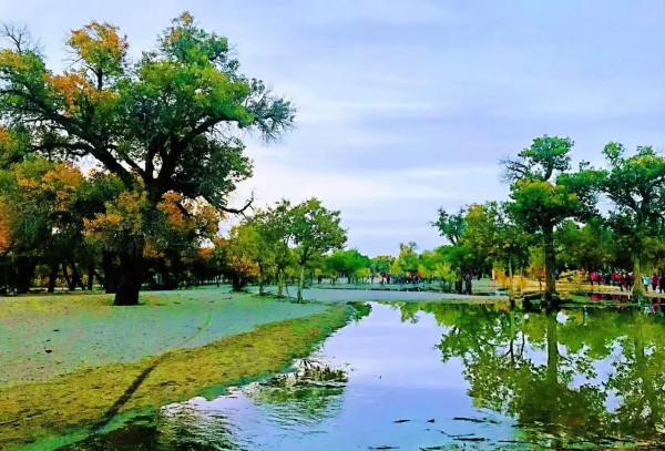 胡楊林，數不盡的人間美景