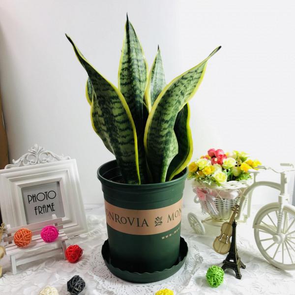 九大“健康花”,建議大家養一盆,乾淨漂亮又吉祥 九大“健康花”,建議大家養一盆,乾淨漂亮又吉祥